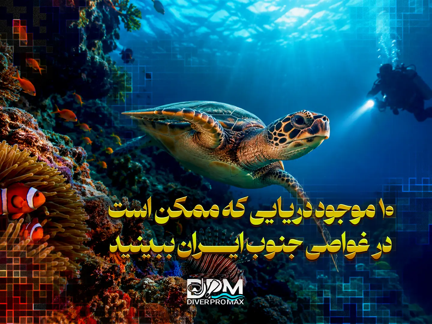 10 موجود دریایی که ممکن است در غواصی جنوب ایران ببینید